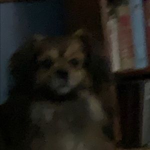 Meet your Posher, Allen